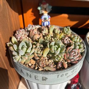 多肉,エケベリア,プロリフェラ,多肉植物,ベランダガーデンの画像