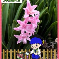 ヒヤシンス,植物散歩,植物に感謝♪,生産者さんありがと,#カダンアワード2026の画像