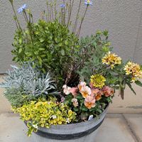 ガイラルディア,寄せ植えの画像