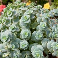 癒し,#ガーデニング,エクステリアの画像