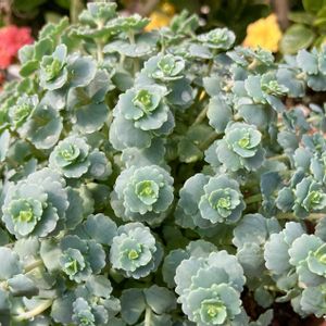 癒し,#ガーデニング,エクステリアの画像