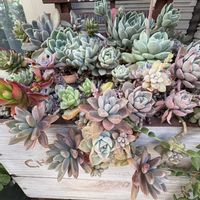 ハオルチア オブツーサ,多肉植物寄せ植え,センペルビウムと姫秋麗の画像