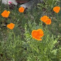 ハナビシソウ,花のある暮らし,自家採種,愛媛県,種蒔きっ子の画像