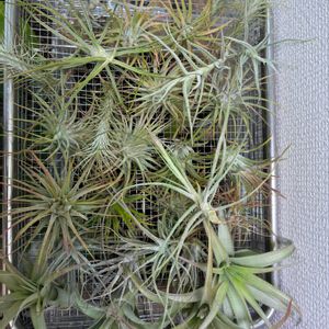 エアープランツ/チランジアの画像