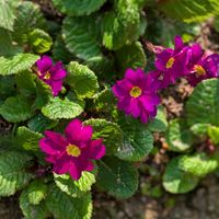 プリムラジュリアン,GSのみなさんに感謝♡,平和を願う,土曜はお空の発表会,２０２５年同期の画像