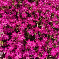 シレネ,花壇,こぼれ種,お花のある暮らし,小さな庭の画像