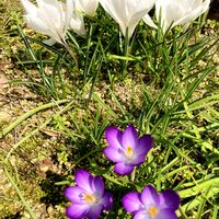 クロッカス,ムスカリ,ビオラ,散歩にて,スノー フレークの画像