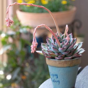 多肉植物,ベランダガーデニング,多肉植物のある暮らし,癒し…♡,可愛い❤の画像