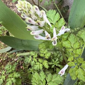シロヤブケマン,エンゴサク,雑草,山野草,小さな庭の画像