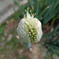 スナップエンドウ,ねぎぼうず,畑の画像