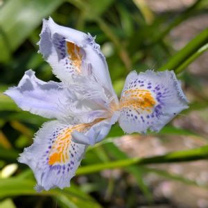 サクラ,シャガ,エノキ,ヤマザクラ,印旛沼公園の画像