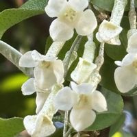 グミ,散歩,白い花,ちっちゃいものクラブの画像