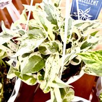 ポトス,サトイモ科,ポトス エクセレント,ポトス エクセレント,ポトス・エクセレントの画像