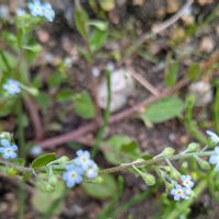 キュウリグサの画像