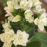 カランコエ,シンビジウム,チューリップの画像