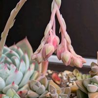 エケベリア,多肉植物 エケベリア,エケベリアの花芽,庭の画像