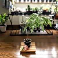 斑入り,リュウビンタイ,オオイワヒトデ,獅子葉,毎月４日はシダの日の画像