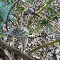 クローバー,ストック,ネモフィラ ペニーブラック,ウラシマソウ(浦島草),ウラシマソウ(浦島草)の画像