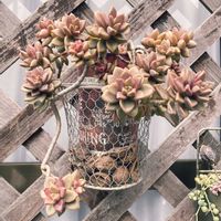  ブロンズ姫の画像