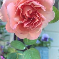 バラ,ありがとう♡嵐♡,バラと夢CLUB,チーム岐阜,ユーミンつながりの画像