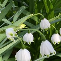 スノーフレーク,スノーフレーク,スノーフレーク,ユキヤナギ,ユキヤナギの画像