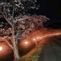 サクラ,サボテン,ツバキ,オンシジューム,洋ランいろいろの画像