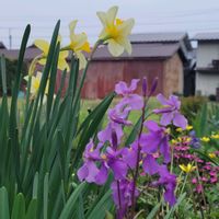 ネモフィラ,ムスカリ,ムラサキハナナ,黄もっこうばら,花のある暮らしの画像