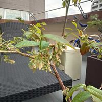 ブルーベリーの画像