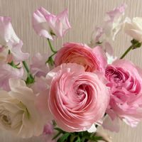 スイートピー,ナンキュラスの画像