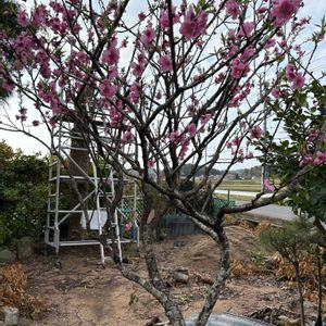 花桃,鉢植え,無農薬❤家庭菜園,野菜が好きの画像