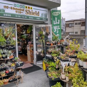 多肉植物,ウラボシ科,ビカクシダ属,食中植物,塊根の画像
