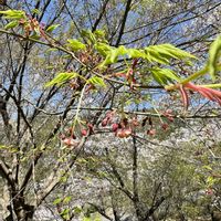 ソメイヨシノ,イロハモミジ,サルノコシカケ,素敵な出会い,季節を楽しむの画像