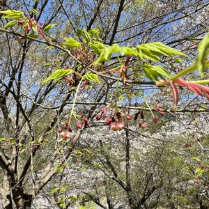 ソメイヨシノ,イロハモミジ,サルノコシカケ,素敵な出会い,季節を楽しむの画像