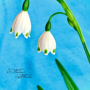 サボテン,スノーフレーク,タンポポの綿毛,盆栽,小品盆栽の画像