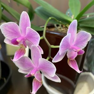 ミニ胡蝶蘭,ミニ胡蝶蘭,ミニ胡蝶蘭,ミニ胡蝶蘭,会社の癒しの画像