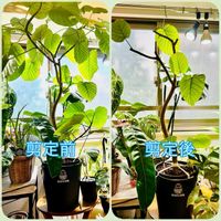 ウンベラータ,フィカス　ウンベラータ,森林浴,熱帯植物,フィカス属の画像