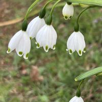 スノードロップ,千葉公園,鎌倉 長谷寺,お出かけ先の画像