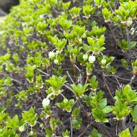 ドウダンツツジの画像