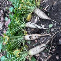 大根,荒地,家庭菜園,畑の画像