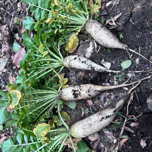 大根,荒地,家庭菜園,畑の画像