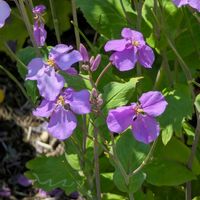 オオアラセイトウの画像