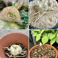 ユリ,百合根,観察,鉢植え,球根植物の画像