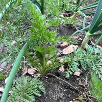 ニンジン,荒地,家庭菜園,畑,庭の画像