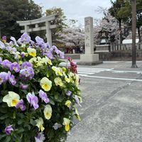 サクラ,サクラ,ツツジ,ビオラの画像