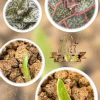 ソフォラ　リトルベイビー,ローズヒップ,ソフォラリトルベイビー,オベサSP,八重山　ノイバラの画像