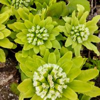 ハコベ,タネツケバナ,ヒメオドリコソウ,ふきのとう,胡瓜草［きゅうりぐさ］の画像