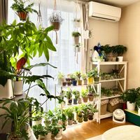 観葉植物,水栽培,インテリアグリーン,緑の葉,観葉植物のある暮らしの画像