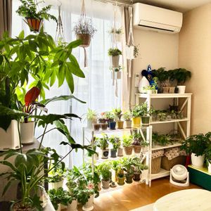 観葉植物,水栽培,インテリアグリーン,緑の葉,観葉植物のある暮らしの画像