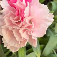 カーネーション,寄せ植えカーネーション　ミルク,可愛い,優しい花色の画像