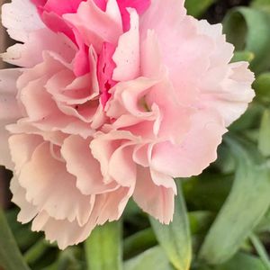 カーネーション,寄せ植えカーネーション　ミルク,可愛い,優しい花色の画像